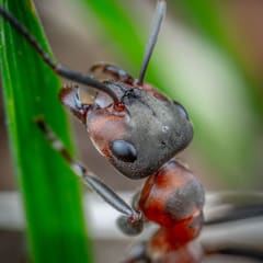 Macro photo of an ant on a blade of grass