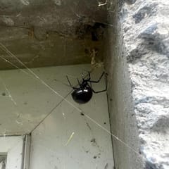 Black widow spider on its web