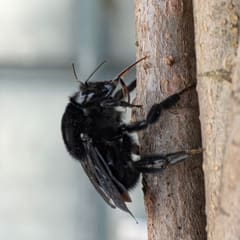Carpenter bee on a tree trunk