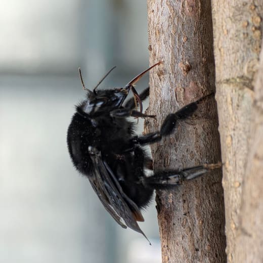 Carpenter bee on a tree trunk