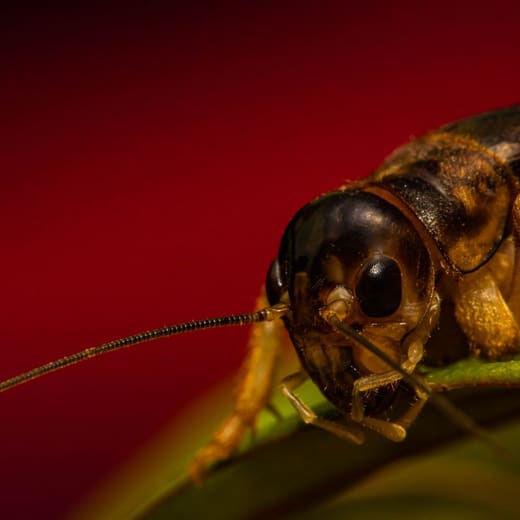 Cricket close-up