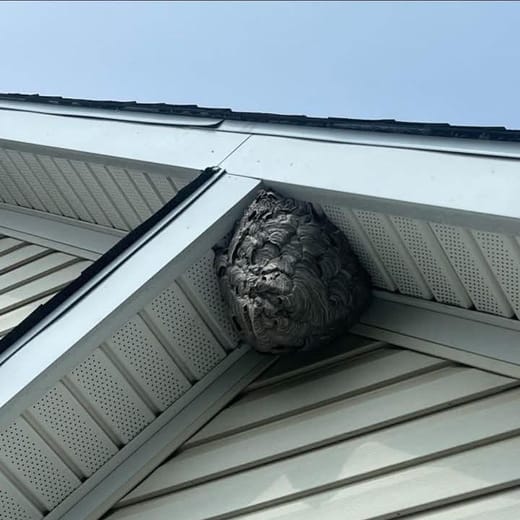 A bald-faced hornet nest hanging in a maple tree