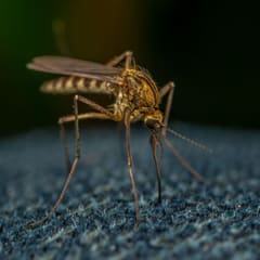 Mosquito on a dark surface