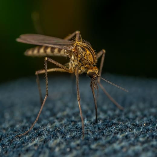 Mosquito