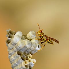 Paper wasp on an open comb nest