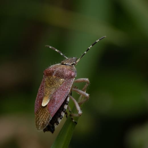 Shield-shaped stink bug