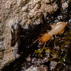 Termite worker in rotting wood