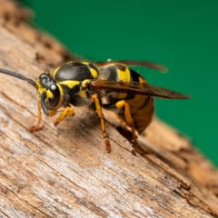 Yellow jacket wasps on a paper nest