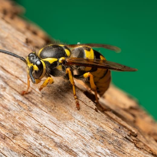 Yellow jackets on a nest