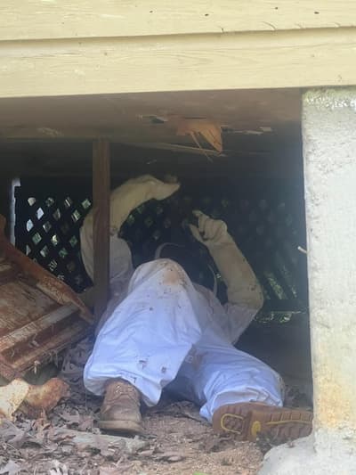 Technician in a protective suit working on a large nest underneath a deck
