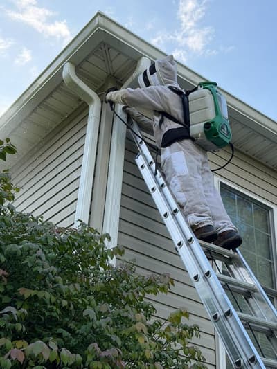 Technician in a full bee suit on an extension ladder taking down a hornet nest at a roofline